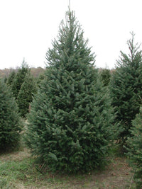 Meet Pseudotsuga menziesii. The common name for this is Douglas Fir Tree. Stargazer Exotics is proud to offer the freshest of rare plant seeds. Check this Douglas Fir Tree (Pseudotsuga menziesii) out along with all of our other Traditional Christmas Trees plant seeds here at Stargazer Exotics. We ship these Traditional Christmas Tree seeds from Canada to anywhere in the World.
