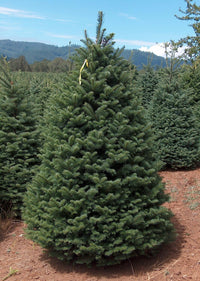 Meet Abies procer. The common name for this is Noble Fir Tree. Stargazer Exotics is proud to offer the freshest of rare plant seeds. Check this Noble Fir Tree (Abies procer) out along with all of our other Traditional Christmas Trees plant seeds here at Stargazer Exotics. We ship these Traditional Christmas Tree seeds from Canada to anywhere in the World.
