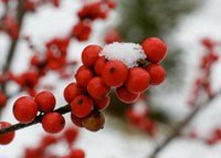 Meet Ilex Verticillata. The common name for this is Winterberry Holly. Stargazer Exotics is proud to offer the freshest of rare plant seeds. Other Common names for this rare Other Rare Plants are:  Ilex Verticillata, Michigan Holly, Possumhaw, Black Alder, Coralberry. Check this Winterberry Holly (Ilex Verticillata) out along with all of our Other Rare Plants seeds here at Stargazer Exotics. We ship these Other Rare Plants seeds from Canada to anywhere in the World.
