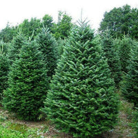 Meet Abies balsamea. The common name for this is Balsam Fir Tree. Stargazer Exotics is proud to offer the freshest of rare plant seeds. Check this Balsam Fir Tree (Abies balsamea) out along with all of our other Traditional Christmas Trees plant seeds here at Stargazer Exotics. We ship these Traditional Christmas Tree seeds from Canada to anywhere in the World.