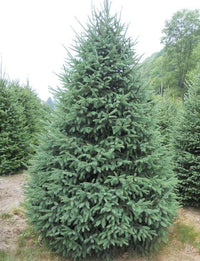 White Spruce Tree