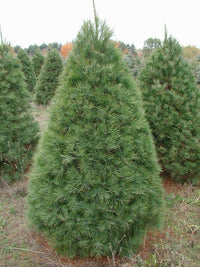 Meet  Pinus strobus. The common name for this is White Pine Tree. Stargazer Exotics is proud to offer the freshest of rare plant seeds. Check this White Pine Tree (Pinus strobus) out along with all of our other Traditional Christmas Trees plant seeds here at Stargazer Exotics. We ship these Traditional Christmas Tree seeds from Canada to anywhere in the World.
