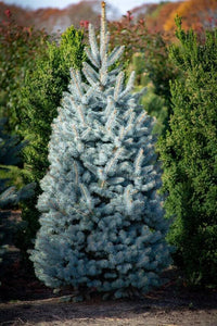 Meet Picea pungens. The common name for this is Colorado Blue Spruce Tree. Stargazer Exotics is proud to offer the freshest of rare plant seeds. Check this Colorado Blue Spruce Tree (Picea pungens) out along with all of our other Traditional Christmas Trees plant seeds here at Stargazer Exotics. We ship these Traditional Christmas Tree seeds from Canada to anywhere in the World.
