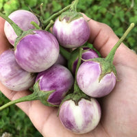 Thai Lavender Frog Egg Eggplant