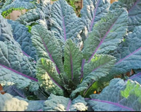 Dazzling Blue Dinosaur Kale