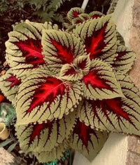 Meet Coleus scutellarioides. The common name for this is Ivory Flame Coleus. Stargazer Exotics is proud to offer the freshest of rare plant seeds. Other Common names for this rare Other Rare Plants are : Ivory Flame Coleus: Coleus, Solenostemon scutellarioides. Check this Ivory Flame Coleus (Coleus scutellarioides) out along with all of our Other Rare Plants seeds here at Stargazer Exotics. We ship these Other Rare Plants seeds from Canada to anywhere in the World.