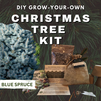 Christmas Tree DIY Grow Kit Tree Species Colorado Blue Spruce Tree