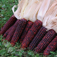 Meet Zea mays. The common name for this is Bloody Butcher Corn. Stargazer Exotics is proud to offer the freshest of rare plant seeds. Check this Bloody Butcher Corn (Zea mays) out along with all of our other Heirloom Vegetable and Rare Finds plant seeds here at Stargazer Exotics. We ship these Heirloom Vegetable and Rare Finds seeds from Canada to anywhere in the World.
