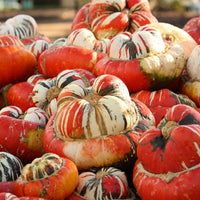 Meet Cucurbita moschata. The common name for this is Great Turban Pumpkin Squash. Stargazer Exotics is proud to offer the freshest of rare plant seeds. Check this Great Turban Pumpkin Squash (Cucurbita moschata) out along with all of our other Heirloom Vegetable and Rare Finds Trees plant seeds here at Stargazer Exotics. We ship these Heirloom Vegetable and Rare Finds seeds from Canada to anywhere in the World.