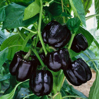 Meet Capsicum annuum. The common name for this is Midnight Dreams Sweet Bell Pepper. Stargazer Exotics is proud to offer the freshest of rare plant seeds. Check this Midnight Dreams Sweet Bell Pepper (Capsicum annuum) out along with all of our other Heirloom Vegetable and Rare Finds Trees plant seeds here at Stargazer Exotics. We ship these Heirloom Vegetable and Rare Finds seeds from Canada to anywhere in the World.
