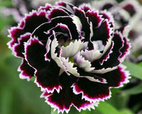 Meet Dianthus chinensis. The common name for this is Black and White Chianti Carnation. Stargazer Exotics is proud to offer the freshest of rare plant seeds. Other Common names for this rare Other Rare Plants are: Black and White Chianti Carnation, China Pink, Rainbow Pink. Check this Black and White Chianti Carnation (Dianthus chinensis) out along with all of our other Other Rare Plants plant seeds here at Stargazer Exotics. We ship these Other Rare Plants seeds from Canada to anywhere in the World.
