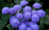 Meet Ageratum houstonianum. The common name for this is Blue Mink Floss Flower. Stargazer Exotics is proud to offer the freshest of rare plant seeds. Other Common names for this rare Other Rare Plants are:  Blue Mink Floss Flower, Flossflower, Mexican Paintbrush. Check this Blue Mink Floss Flower (Ageratum houstonianum) out along with all of our other Other Rare Plants plant seeds here at Stargazer Exotics. We ship these Other Rare Plants seeds from Canada to anywhere in the World.
