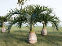 Meet Hyophorbe lagenicaulis. The common name for this is Bottle Palm. Stargazer Exotics is proud to offer the freshest of rare plant seeds. Other Common names for this rare Other Rare Plants are: Bottle Palm, Bottle Palm, Spindle Palm. Check this Bottle Palm (Hyophorbe lagenicaulis) out along with all of our Other Rare Plants seeds here at Stargazer Exotics. We ship these Other Rare Plants seeds from Canada to anywhere in the World.
