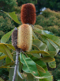 Meet Banksia robur.  The common name for this is Broad-Leafed Swamp Banksia.  Stargazer Exotics is proud to offer the freshest of rare plant seeds. Other Common names for this rare Other Rare Plants are: Broad-Leafed Swamp Banksia, Swamp Banksia, Rock Banksia. Check this Broad-Leafed Swamp Banksia (Banksia robur) out along with all of our Other Rare Plants seeds here at Stargazer Exotics. We ship these Other Rare Plants seeds from Canada to anywhere in the World.
