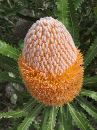 Burdett's Banksia