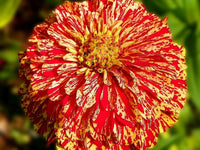 Meet Zinnia elegans. The common name for this is Candy Stripe Zinnia. Stargazer Exotics is proud to offer the freshest of rare plant seeds. Other Common names for this rare Other Rare Plants are: Candy Stripe Zinnia. Check this Candy Stripe Zinnia (Zinnia elegans) out along with all of our Other Rare Plants seeds here at Stargazer Exotics. We ship these Other Rare Plants seeds from Canada to anywhere in the World.