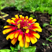 Meet Zinnia elegans. The common name for this is Carrousel Zinnia. Stargazer Exotics is proud to offer the freshest of rare plant seeds. Other Common names for this rare Other Rare Plants are: Capparis spinosa, Flinders Rose, Caperberry. Check this Carrousel Zinnia (Zinnia elegans) out along with all of our Other Rare Plants seeds here at Stargazer Exotics. We ship these Other Rare Plants seeds from Canada to anywhere in the World.
