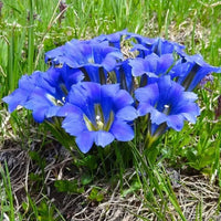 Meet Gentiana septemfida. The common name for this is Crested Summer Gentian. Stargazer Exotics is proud to offer the freshest of rare plant seeds. Other Common names for this rare Other Rare Plants are: Crested Summer Gentian, Crested Gentian, Star Gentian. Check this Crested Summer Gentian (Gentiana septemfida) out along with all of our Other Rare Plants seeds here at Stargazer Exotics. We ship these Other Rare Plants seeds from Canada to anywhere in the World.
