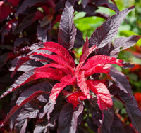 Meet Amaranthus tricolor. The common name for this is Early Splendor Amaranth. Stargazer Exotics is proud to offer the freshest of rare plant seeds. Other Common names for this rare Other Rare Plants are: Early Splendor Amaranth, Joseph's Coat, Tampala. Check this Early Splendor Amaranth (Amaranthus tricolor) out along with all of our Other Rare Plants seeds here at Stargazer Exotics. We ship these Other Rare Plants seeds from Canada to anywhere in the World.
