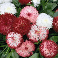 Meet Bellis perennis. The common name for this is English Daisy - Red and White Mix . Stargazer Exotics is proud to offer the freshest of rare plant seeds. Other Common names for this rare Other Rare Plants are: English Daisy - Red and White Mix.  Check this English Daisy - Red and White Mix  (Bellis perennis) out along with all of our Other Rare Plants seeds here at Stargazer Exotics. We ship these Other Rare Plants seeds from Canada to anywhere in the World.
