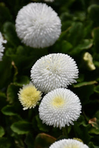 Meet Bellis perennis. The common name for this is English Daisy - White . Stargazer Exotics is proud to offer the freshest of rare plant seeds. Other Common names for this rare Other Rare Plants are: English Daisy - Red and White Mix.  Check this English Daisy - White  (Bellis perennis) out along with all of our Other Rare Plants seeds here at Stargazer Exotics. We ship these Other Rare Plants seeds from Canada to anywhere in the World.
