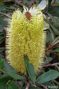 Meet Banksia oblongifolia. The common name for this is Fern-Leaved Banksia. Stargazer Exotics is proud to offer the freshest of rare plant seeds. Other Common names for this rare Other Rare Plants are:  Fern-Leaved Banksia, Fern-leaf Banksia, Dwarf Banksia. Check this Fern-Leaved Banksia (Banksia oblongifolia) out along with all of our Other Rare Plants seeds here at Stargazer Exotics. We ship these Other Rare Plants seeds from Canada to anywhere in the World.
