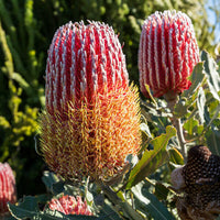 Meet Banksia Menziesii. The common name for this is Firewood Banksia. Stargazer Exotics is proud to offer the freshest of rare plant seeds. Other Common names for this rare Other Rare Plants are: Firewood Banksia, Firewood Banksia, Menzies' Banksia. Check this Firewood Banksia (Banksia Menziesii) out along with all of our Other Rare Plants seeds here at Stargazer Exotics. We ship these Other Rare Plants seeds from Canada to anywhere in the World.
