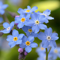 Meet Myosotis sylvatica. The common name for this is Forget Me Not - Blue . Stargazer Exotics is proud to offer the freshest of rare plant seeds. Other Common names for this rare Other Rare Plants are: Myosotis sylvatica Forget Me Not - Blue, Forget-me-not, Woodland Forget-me-not. Check this Forget Me Not - Blue (Myosotis sylvatica) out along with all of our Other Rare Plants seeds here at Stargazer Exotics. We ship these Other Rare Plants seeds from Canada to anywhere in the World.
