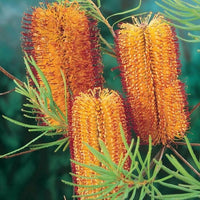 Meet Banksia spinulosa. The common name for this is Hairpin Banksia. Stargazer Exotics is proud to offer the freshest of rare plant seeds. Other Common names for this rare Other Rare Plants are : Hairpin Banksia, Spider Banksia. Check this Hairpin Banksia  (Banksia spinulosa) out along with all of our Other Rare Plants seeds here at Stargazer Exotics. We ship these Other Rare Plants seeds from Canada to anywhere in the World.