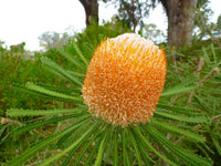 Meet Banksia hookeriana. The common name for this is Hooker's Banksia. Stargazer Exotics is proud to offer the freshest of rare plant seeds. Other Common names for this rare Other Rare Plants are : Hooker's Banksia, Red Lantern Banksia. Check this Hooker's Banksia (Banksia hookeriana) out along with all of our Other Rare Plants seeds here at Stargazer Exotics. We ship these Other Rare Plants seeds from Canada to anywhere in the World.