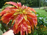 Meet Amaranthus tricolor. The common name for this is Illumination Amaranth. Stargazer Exotics is proud to offer the freshest of rare plant seeds. Other Common names for this rare Other Rare Plants are :  Illumination Amaranth,Tassel Flower. Check this Illumination Amaranth (Amaranthus tricolor) out along with all of our Other Rare Plants seeds here at Stargazer Exotics. We ship these Other Rare Plants seeds from Canada to anywhere in the World.
