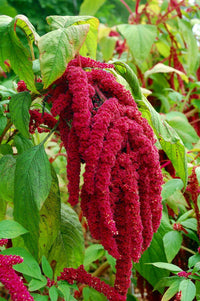 Meet  Amaranthus caudatus. The common name for this is Love Lies Bleeding Amaranth. Stargazer Exotics is proud to offer the freshest of rare plant seeds. Other Common names for this rare Other Rare Plants are : Love Lies Bleeding Amaranth. Check this Love Lies Bleeding Amaranth (Amaranthus caudatus) out along with all of our Other Rare Plants seeds here at Stargazer Exotics. We ship these Other Rare Plants seeds from Canada to anywhere in the World.
