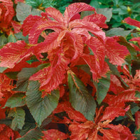 Meet Amaranthus Bicolor. The common name for this is Molten Fire Amaranth. Stargazer Exotics is proud to offer the freshest of rare plant seeds. Other Common names for this rare Other Rare Plants are : Molten Fire Amaranth, Summer Poinsettia, Redleaf Amaranth. Check this Molten Fire Amaranth (Amaranthus Bicolor) out along with all of our Other Rare Plants seeds here at Stargazer Exotics. We ship these Other Rare Plants seeds from Canada to anywhere in the World.
