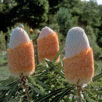 Meet Banksia prionotes. The common name for this is Orange Acorn Banksia. Stargazer Exotics is proud to offer the freshest of rare plant seeds. Other Common names for this rare Other Rare Plants are :Orange Acorn Banksia, Acorn Banksia, Orange Banksia. Check this Orange Acorn Banksia (Banksia prionotes) out along with all of our Other Rare Plants seeds here at Stargazer Exotics. We ship these Other Rare Plants seeds from Canada to anywhere in the World.
