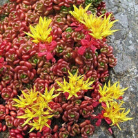 Meet Sedum oreganum. The common name for this is Oregon Stonecrop Sedum. Stargazer Exotics is proud to offer the freshest of rare plant seeds. Other Common names for this rare Other Rare Plants are : Oregon Stonecrop Sedum, Oregon Stonecrop, Oregano Stonecrop. Check this Oregon Stonecrop Sedum (Sedum oreganum) out along with all of our Other Rare Plants seeds here at Stargazer Exotics. We ship these Other Rare Plants seeds from Canada to anywhere in the World.
