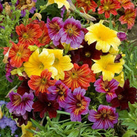 Meet Salpiglossis sinuata 'Grandfilora Mix'.The common name for this is Painted Tongue / Velvet Trumpet Flower. Stargazer Exotics is proud to offer the freshest of rare plant seeds. Other Common names for this rare Other Rare Plants are : Painted Tongue, Trumpet Flower. Check this Painted Tongue / Velvet Trumpet Flower (Salpiglossis sinuata 'Grandfilora Mix')out along with all of our Other Rare Plants seeds here at Stargazer Exotics. We ship these Other Rare Plants seeds from Canada to anywhere in the World