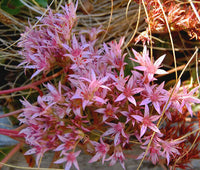 Meet Spurium coccineum 'Purple'. The common name for this is Purple Carpet Sedum. Stargazer Exotics is proud to offer the freshest of rare plant seeds. Other Common names for this rare Other Rare Plants are: Purple Carpet Sedum, Two-row Stonecrop, Purple Stonecrop. Check this Purple Carpet Sedum  (Spurium coccineum 'Purple') out along with all of our Other Rare Plants seeds here at Stargazer Exotics. We ship these Other Rare Plants seeds from Canada to anywhere in the World.
