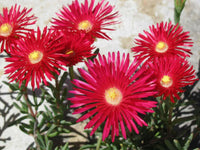 Meet Dorotheanthus bellidiformis. The common name for this is Red Gelato Ice Plant. Stargazer Exotics is proud to offer the freshest of rare plant seeds. Other Common names for this rare Other Rare Plants are: Red Gelato Ice Plant, Livingstone Daisy, Mesembryanthemum. Check this Red Gelato Ice Plant (Dorotheanthus bellidiformis) out along with all of our Other Rare Plants seeds here at Stargazer Exotics. We ship these Other Rare Plants seeds from Canada to anywhere in the World.
