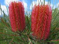 Meet Banksia occidentalis. The common name for this is Red Swamp Banksia. Stargazer Exotics is proud to offer the freshest of rare plant seeds. Other Common names for this rare Other Rare Plants are: Red Swamp Banksia, Red Swamp Banksia, Western Banksia. Check this Red Swamp Banksia (Banksia occidentalis) out along with all of our Other Rare Plants seeds here at Stargazer Exotics. We ship these Other Rare Plants seeds from Canada to anywhere in the World.
