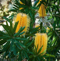 Meet  Banksia seminuda. The common name for this is River Banksia. Stargazer Exotics is proud to offer the freshest of rare plant seeds. Other Common names for this rare Other Rare Plants are : River Banksia. River Banksia, Micrantha Banksia. Check this River Banksia ( Banksia seminuda) out along with all of our Other Rare Plants seeds here at Stargazer Exotics. We ship these Other Rare Plants seeds from Canada to anywhere in the World.
