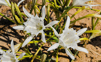 Meet Pancratium maritimum. The common name for this is Sea Daffodil. Stargazer Exotics is proud to offer the freshest of rare plant seeds. Other Common names for this rare Other Rare Plants are : Sea Daffodil, Sea Daffodil, Sand Lily. Check this Sea Daffodil (Pancratium maritimum) out along with all of our Other Rare Plants seeds here at Stargazer Exotics. We ship these Other Rare Plants seeds from Canada to anywhere in the World.
