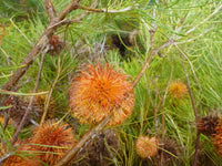 Meet Asclepias speciosa. The common name for this is Slender-Leaved Banksia. Stargazer Exotics is proud to offer the freshest of rare plant seeds. Other Common names for this rare Other Rare Plants are Red milkweed, Asclepias speciosa. Check this Slender-Leaved Banksia (Asclepias speciosa) out along with all of our Other Rare Plants seeds here at Stargazer Exotics. We ship these Other Rare Plants seeds from Canada to anywhere in the World.
