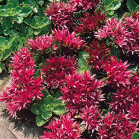 Summer Glory Sedum