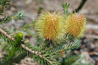 Meet Banksia pulchella. The common name for this is Teasel Banksia . Stargazer Exotics is proud to offer the freshest of rare plant seeds. Other Common names for this rare Other Rare Plants are : Teasel Banksia, Showy Banksia, Feather-leaved Banksia. Check this Teasel Banksia  (Banksia pulchella) out along with all of our Other Rare Plants seeds here at Stargazer Exotics. We ship these Other Rare Plants seeds from Canada to anywhere in the World.
