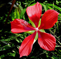 Meet Hibiscus Coccineus / Hibiscus Semilobatus. The common name for this is Texas Star Hibiscus Rosemallow.. Stargazer Exotics is proud to offer the freshest of rare plant seeds. Other Common names for this rare Other Rare Plants are : Scarlet Rose Mallow, Texas Star. Check this Texas Star Hibiscus Rosemallow (Hibiscus Coccineus / Hibiscus Semilobatus) out along with all of our Other Rare Plants seeds here at Stargazer Exotics. We ship these Other Rare Plants seeds from Canada to anywhere in the World.
