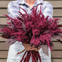 Meet Amaranthus cruentus. The common name for this is Velvet Curtains Amaranth. Stargazer Exotics is proud to offer the freshest of rare plant seeds. Other Common names for this rare Other Rare Plants are :Velvet Curtains Amaranth, Red Amaranth, Purple Amaranth. Check this Velvet Curtains Amaranth (Amaranthus cruentus) out along with all of our Other Rare Plants seeds here at Stargazer Exotics. We ship these Other Rare Plants seeds from Canada to anywhere in the World.
