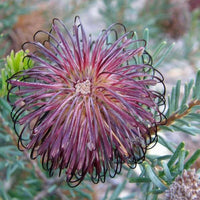 Meet Banksia violacea. The common name for this is Violet Banksia . Stargazer Exotics is proud to offer the freshest of rare plant seeds. Other Common names for this rare Other Rare Plants are: Violet Banksia, Violet Banksia, Purple Banksia. Check this Violet Banksia (Banksia violacea) out along with all of our Other Rare Plants seeds here at Stargazer Exotics. We ship these Other Rare Plants seeds from Canada to anywhere in the World.
