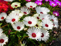 Meet Dorotheanthus bellidiformis. The common name for this is White Gelato Ice Plant. Stargazer Exotics is proud to offer the freshest of rare plant seeds. Other Common names for this rare Other Rare Plants are: White Gelato Ice Plant , Livingstone Daisy, Mesembryanthemum. Check this White Gelato Ice Plant (Dorotheanthus bellidiformis) out along with all of our Other Rare Plants seeds here at Stargazer Exotics. We ship these Other Rare Plants seeds from Canada to anywhere in the World.
