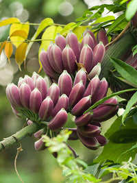 Meet Musa itinerans 'Burmese Blue'. The common name for this is Blue Burmese Banana. Stargazer Exotics is proud to offer the freshest of rare plant seeds. Other Common names for this rare Other Rare Plants are: Blue Burmese Banana, Burmese Blue Banana, Wild Banana. Check this Blue Burmese Banana (Musa itinerans 'Burmese Blue') out along with all of our other Other Rare Plants plant seeds here at Stargazer Exotics. We ship these Other Rare Plants seeds from Canada to anywhere in the World.
