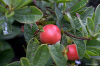 Meet Diospyros lycioides. The common name for this is Bluebush Monkey Plum. Stargazer Exotics is proud to offer the freshest of rare plant seeds. Other Common names for this rare Other Rare Plants are: Bluebush Monkey Plum, Bluebush, Monkey Plum. Check this Bluebush Monkey Plum (Diospyros lycioides) out along with all of our Other Rare Plants seeds here at Stargazer Exotics. We ship these Other Rare Plants seeds from Canada to anywhere in the World.
